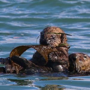 Moss Landing