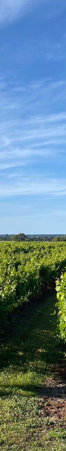 Vingaarden, Lille Gadegaard ( Vineyard )-阿克尔科拜