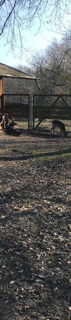 Tiergehege Waldhaus-莫尔斯多夫-泰希沃尔夫拉姆斯多夫