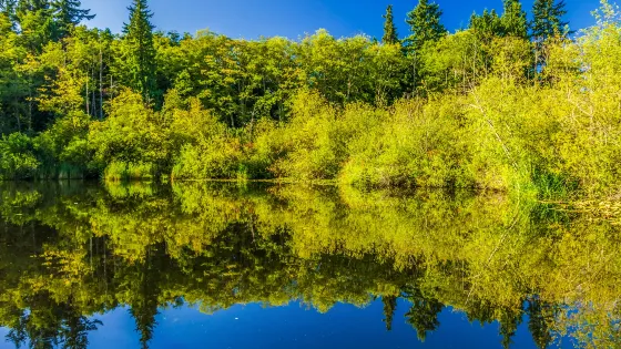 Scriber Lake Park