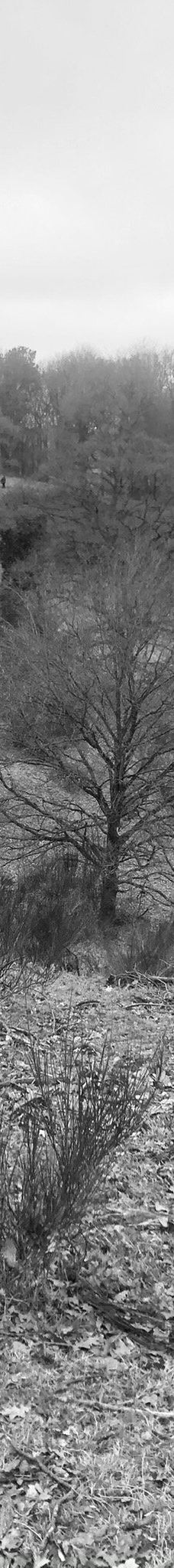 Svanninge Bakker-福堡