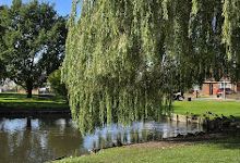 Wigginton Duck Pond景点图片