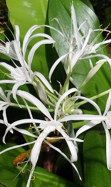 Grotte de Hortense-松树岛