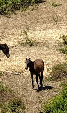 El Pinar del Rey-圣罗克