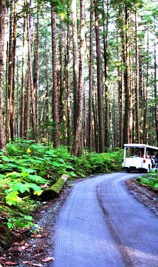 Glacier Gardens Rainforest Adventure-朱诺