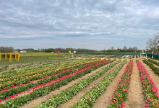 TulipGarden Mórahalom购物图片