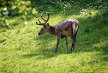 Wildgehege im Dobeltal Bad Herrenalb景点图片