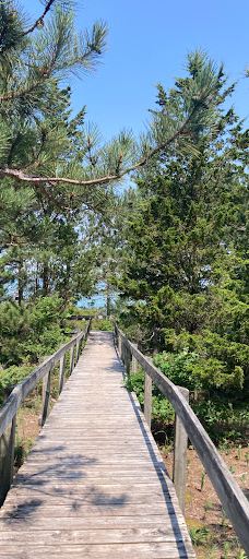 Pinery Provincial Park-大本德