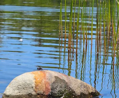 Watson Pond State Park