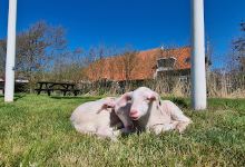 Biologische Schapenboerderij De Zeekraal景点图片