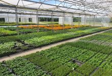 Gallay Horticulteurs购物图片
