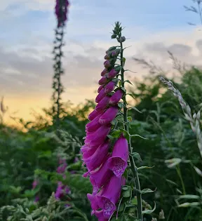 Helsby Hill
