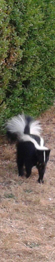 中央公园-本那比