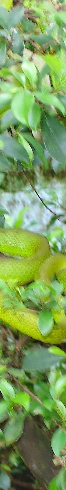 Dong Tam Snake Farm-周城县