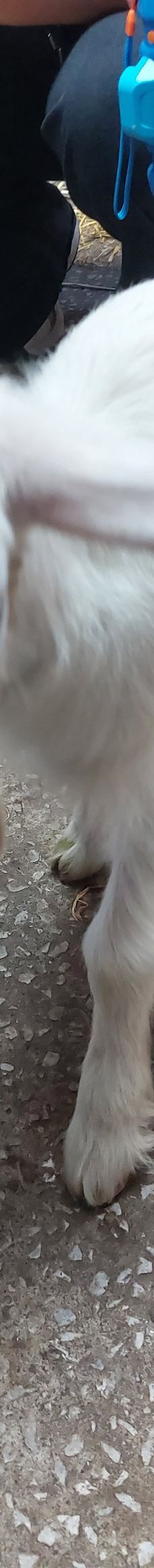 Tatton Park Country Park-纳茨福德