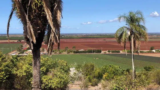 Hummock Lookout