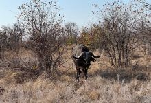 Balanta Imagine Safaris景点图片