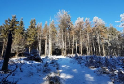 Bukowa Kalenica Sanctuary景点图片