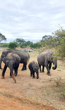 Yala Block I-汉班托特