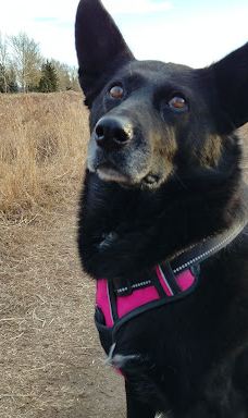 Silver Springs Off-leash Area-卡尔加里