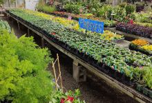 Taggart's Garden Center购物图片