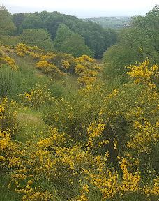 Svanninge Bakker-福堡