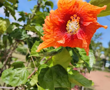 Jardin Botanique