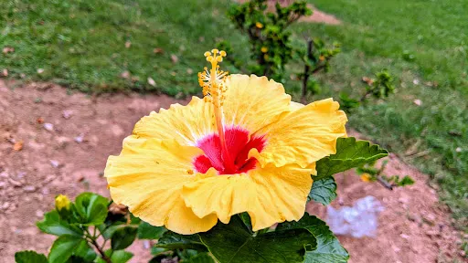 Hibicus Garden