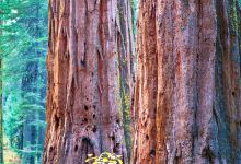 Calaveras Big Trees State Park景点图片