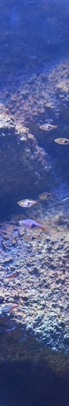 ViaSea水族馆-伊斯坦布尔