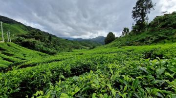 Cameron Secrets Travel and Tours Sdn Bhd