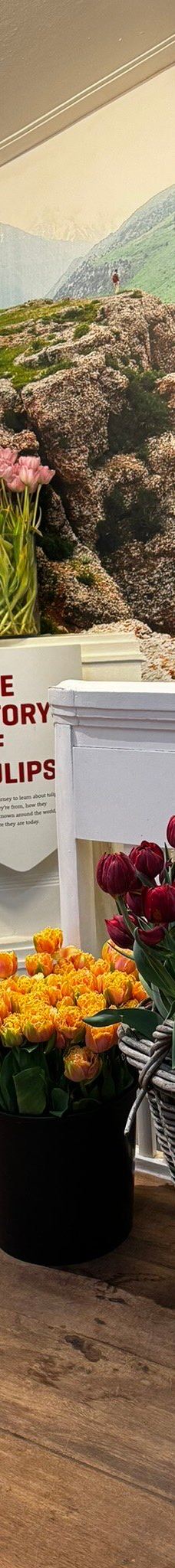 阿姆斯特丹郁金香博物馆-阿姆斯特丹