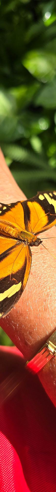 迈瑙岛-康斯坦茨