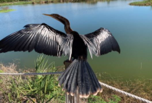 Sanibel-Captiva Conservation Foundation, Lindblad Preserve Trails景点图片
