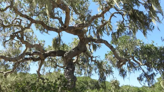 Los Osos Oaks State Reserve