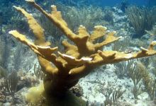Isla Nena Scuba购物图片