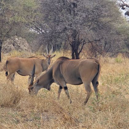 坦桑尼亚塞伦盖蒂国家公园+恩戈罗恩戈罗火山口7日6晚自由行