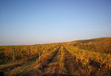 Balla Geza Winery景点图片
