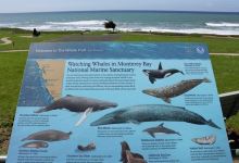 The Whale Trail景点图片