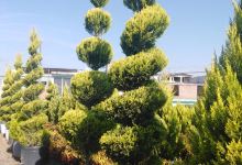 VIVERO Plantas y flores compra venta购物图片