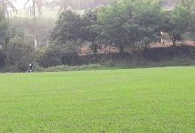 Fazenda Sobrado购物图片