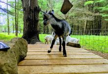 Mariaville Goat Farm景点图片
