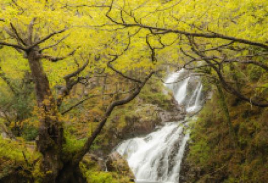 Coed Ganllwyd National Nature Reserve景点图片