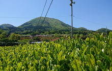 Shusuien餐厅图片