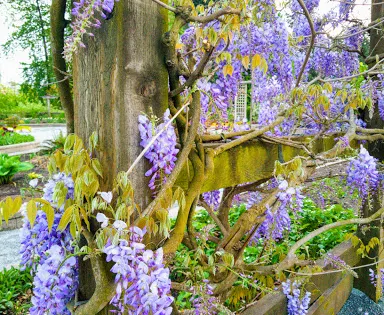 Inspiration Garden