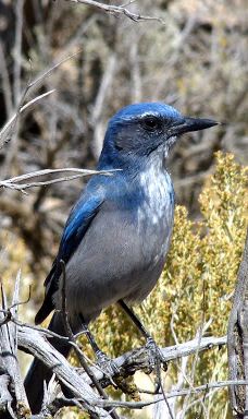 Grosvenor Arch-凯恩县