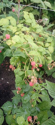 Gosudarstvennyy Prirodnyy Zakaznik Kamennaya Step'-塔洛瓦亚区