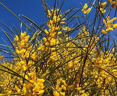 Karlkurla Bushland Park