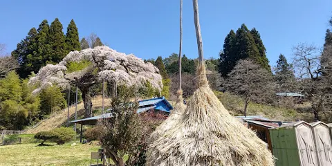 外大野のしだれ桜
