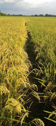 Concepcion Tarlac Marker-康塞普西翁